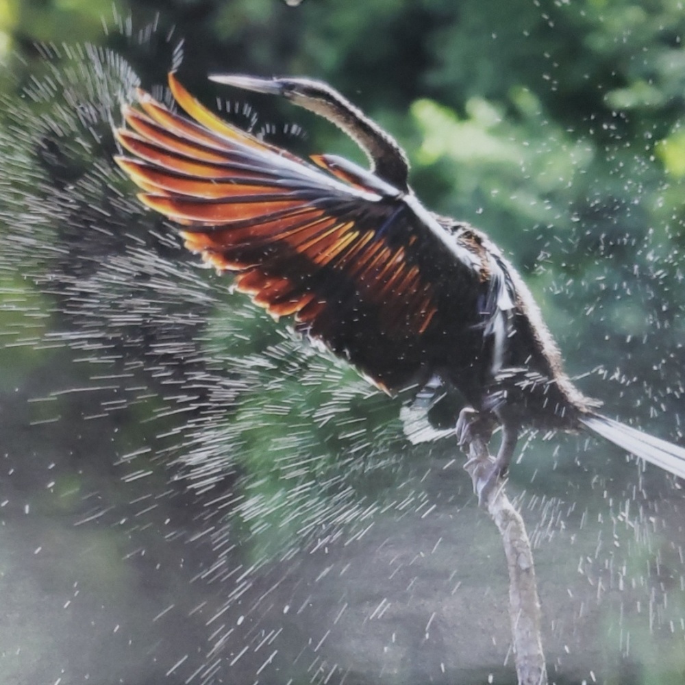 Meet your Posher, Spencer